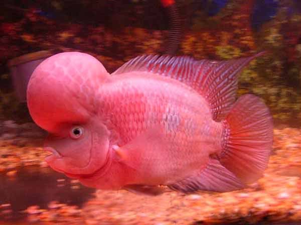 Chơi cá cảnh có ảnh hưởng gì trong phong thủy ???